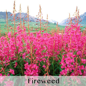 fireweed_caption